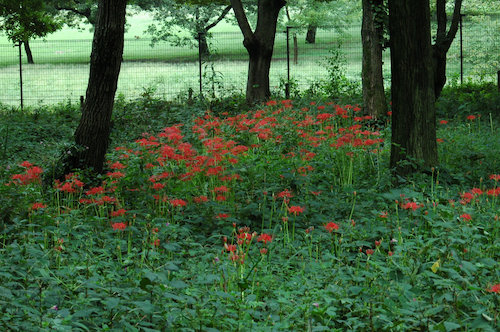 野川公園風景③