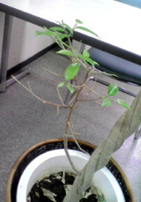 20080331104931.jpg
