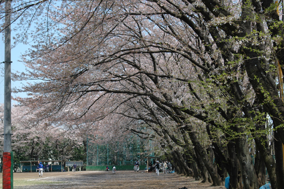 桜.
